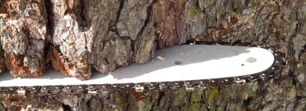 Építő minőségű fűrészárú