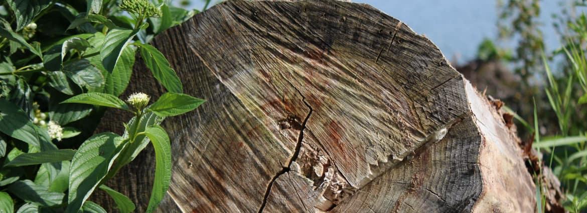 Impregnálás - rovar és gombamentesítés