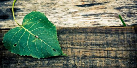 Impregnálás (rovar és gombamentesítés)